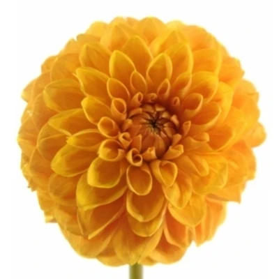 Jiřina BALL BIZON BRONS 55 cm