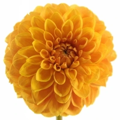 Jiřina BALL BIZON BRONS