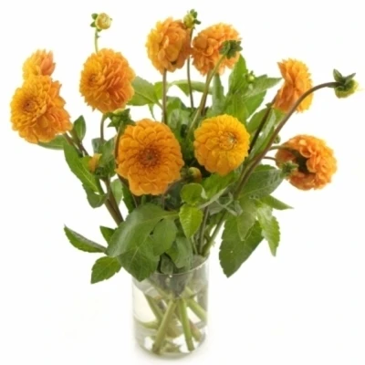 Jiřina BALL BIZON BRONS