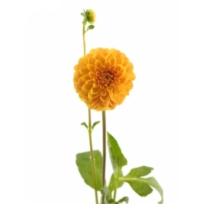 Jiřina BALL BIZON BRONS