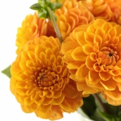 Jiřina BALL BIZON BRONS