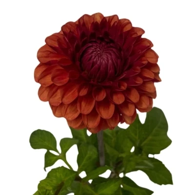 Jiřina BALL BROWN SUGAR