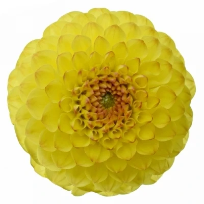 Jiřina BANANA BABY 60cm