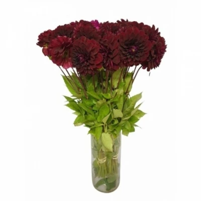 Jiřina BLACK DIAMOND