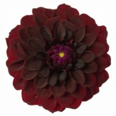 Jiřina BLACK DIAMOND 55cm