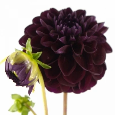 Jiřina BLACK PIERRE 55cm