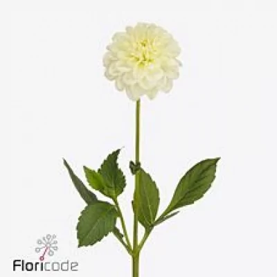 Jiřina CHAMPAGNE 50cm