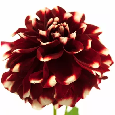 Jiřina CHECKERS 55cm