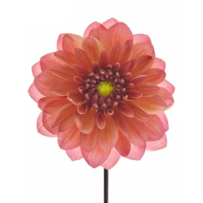 Jiřina DEC SALMON RUNNER 50cm