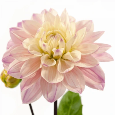 Jiřina DIANA´S MEMORY