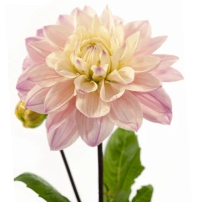 Jiřina DIANA´S MEMORY