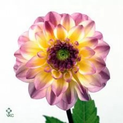 Jiřina EL PASO 44cm