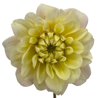 Jiřina GIOVANNA 60 cm