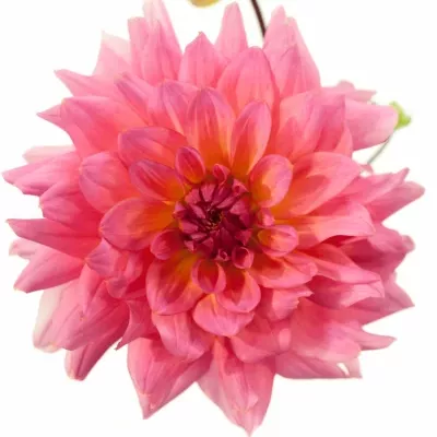 Jiřina GRAAF FLORIS 45cm