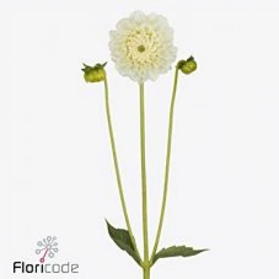 Jiřina ICE ICE BABY