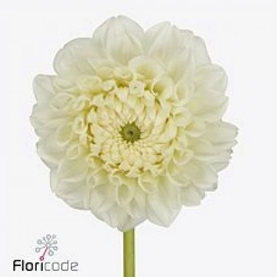 Jiřina ICE ICE BABY 60cm