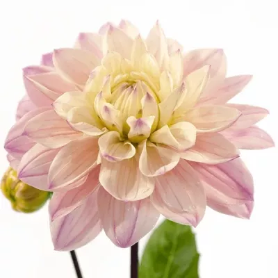 Jiřina KARMA PROSPERO 40cm