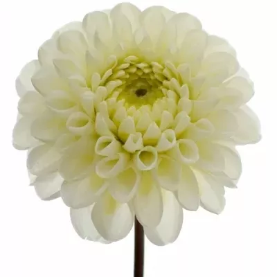 Jiřina LIGHT WIZARD 60cm