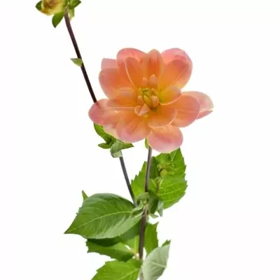 Jiřina MISTER FRANS 55cm