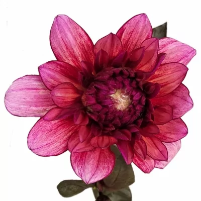 Jiřina MOLLY RAVEN 60cm