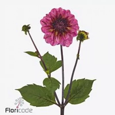 Jiřina MUCHACHA 45cm 