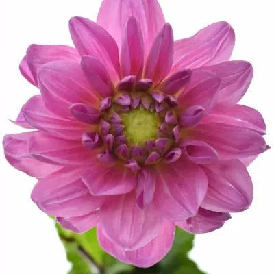 Jiřina NASHVILLE 45cm 