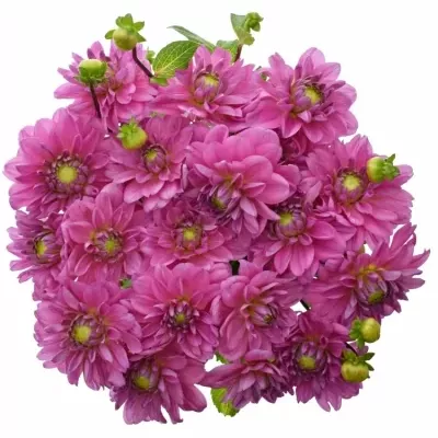 Jiřina NASHVILLE 55cm 