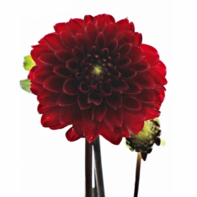 Jiřina NIGHT QUEEN 55cm