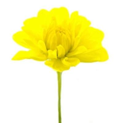 Jiřina SUNLADY 55 cm