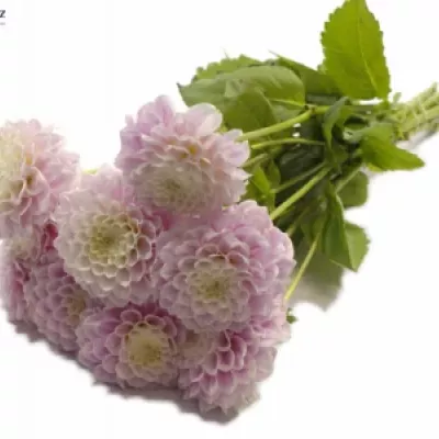 Jiřinka BALL SWEET LOVE