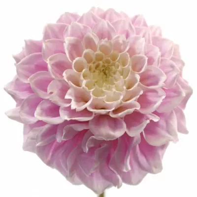 Jiřinka BALL SWEET LOVE