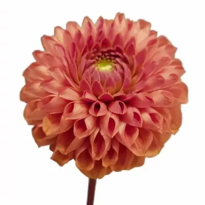 Jiřina CORNEL BRONZE 50cm