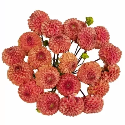 Jiřinka CORNEL BRONZE