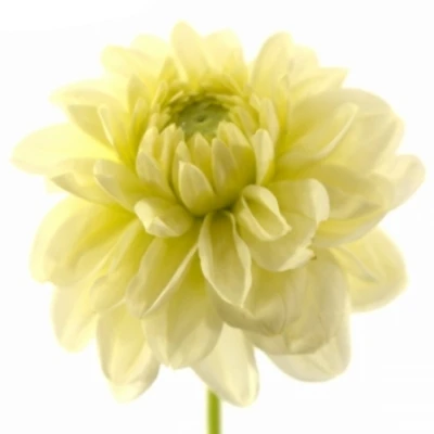 Jiřina SNOW CAP 55cm