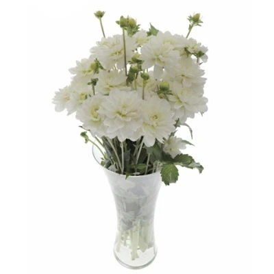 Jiřinka WHITE ONESTA