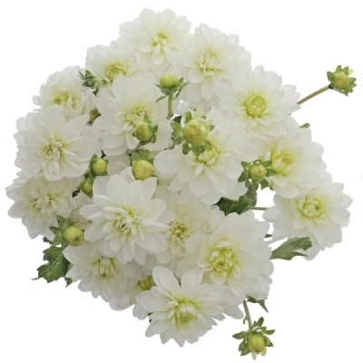 Jiřinka WHITE ONESTA