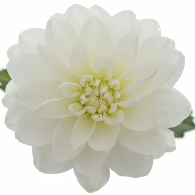 Jiřinka WHITE ONESTA