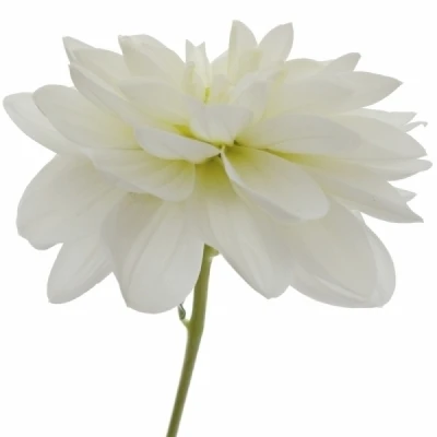 Jiřinka WHITE ONESTA