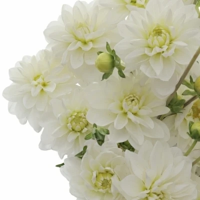 Jiřinka WHITE ONESTA