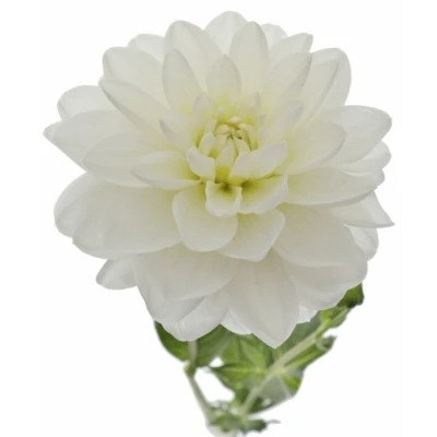 Jiřinka WHITE ONESTA