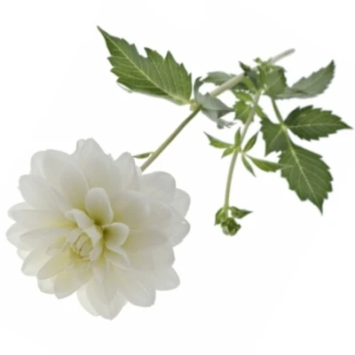 Jiřinka WHITE ONESTA