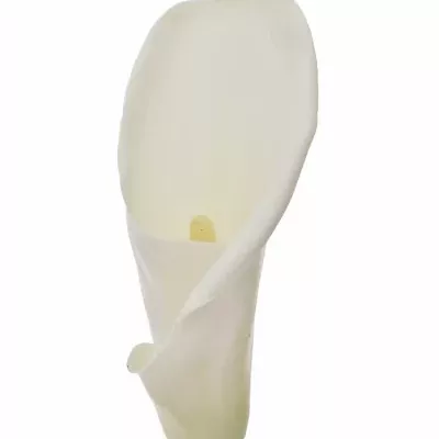 Kala AE HIGHWOOD 90cm