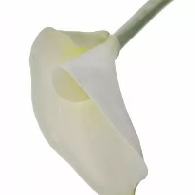 Kala AE HIGHWOOD 60cm