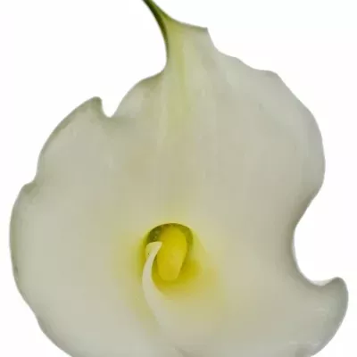 Kala AE WHITE DREAM 55cm