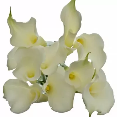 Kala AE WHITE DREAM 55cm