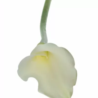 Kala AE WHITE DREAM 55cm