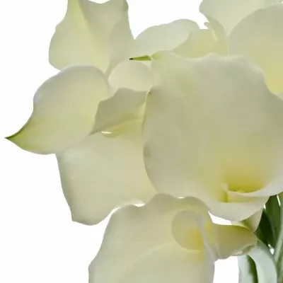 Kala AE WHITE DREAM 55cm