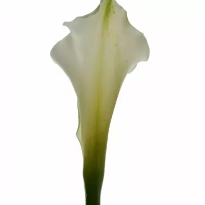 Kala AE WHITE DREAM 55cm