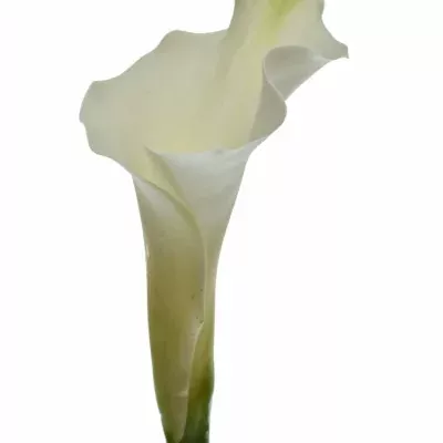 Kala AE WHITE DREAM 55cm