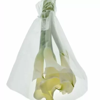 Kala AE WHITE DREAM 55cm